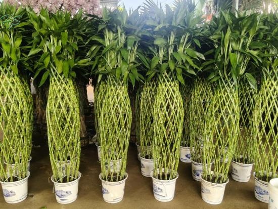 High Quality Lucky Bamboo