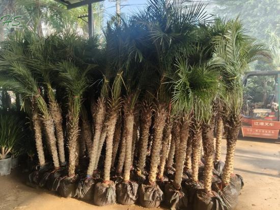 Pygmy Date Palm Phoenix Roebelenii