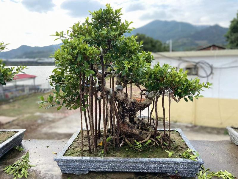 The new graft of ficus bonsai for new season