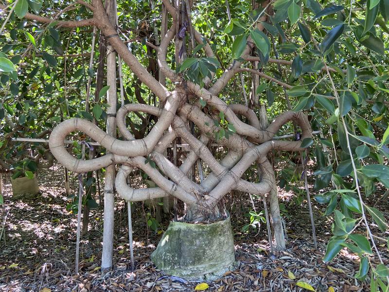 The produce raw material way for the ficus microcarpa dragon bonsai