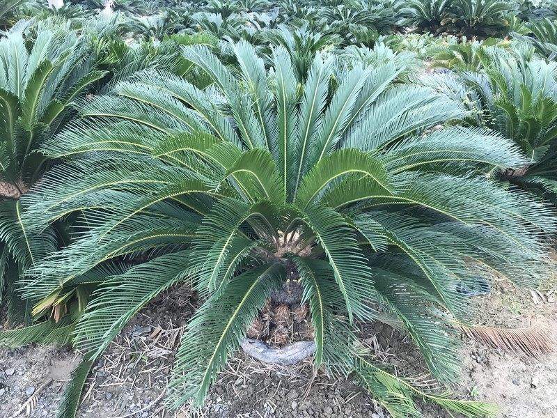 How to take care the cycas revoluta leaves