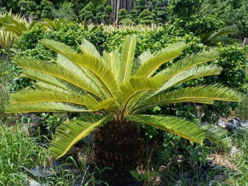 Is the sago palm good or bad for you?