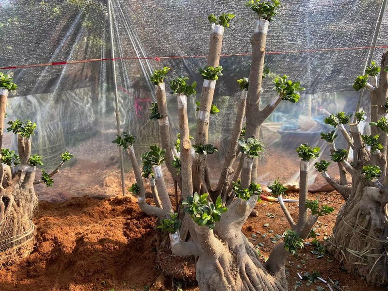 How To Make A Big Ficus Bonsai Into A Middle Size By Grafting