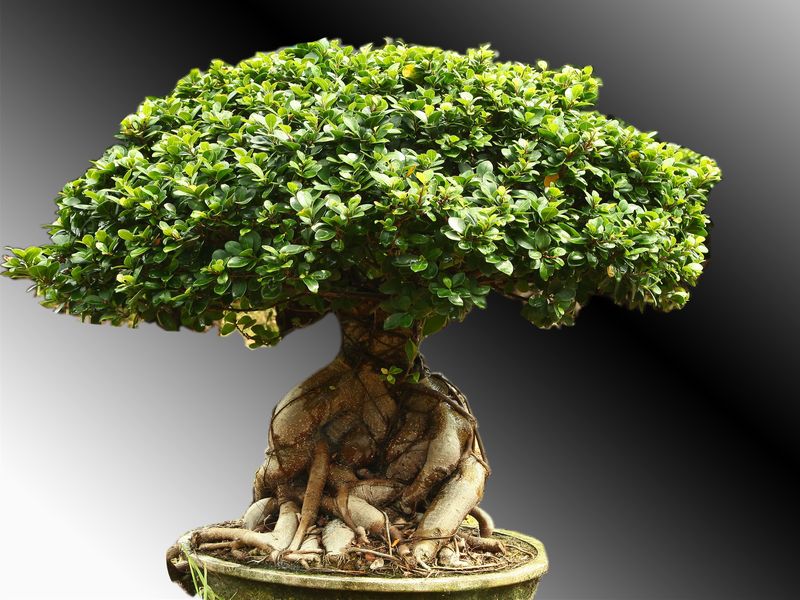 Ficus Bonsai