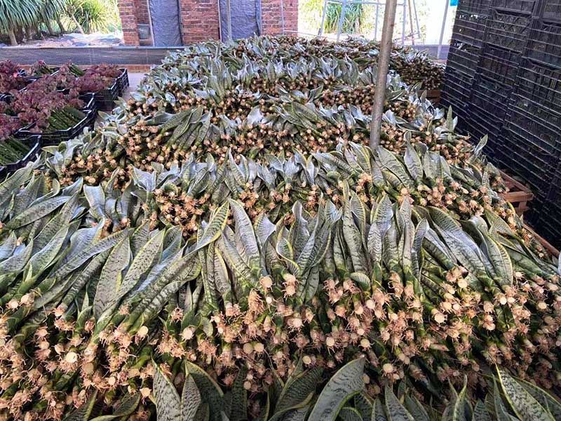 Sansevieria 