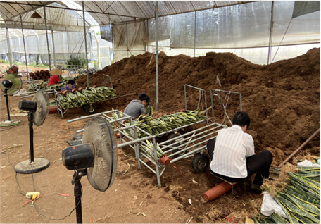 Sansevieria planting 